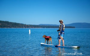 Vattensporter för dig och din hund