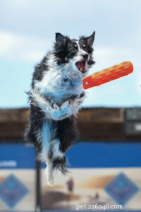 Водные виды спорта для вас и вашей собаки
