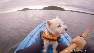 Sports nautiques pour vous et votre chien