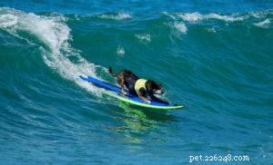Sports nautiques pour vous et votre chien