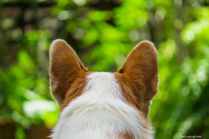 あなたの犬は再発性の中耳炎を患っていますか？ 
