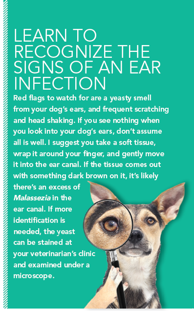 Má váš pes opakované ušní infekce?