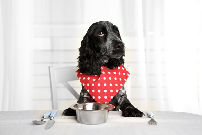 Top 4 voedingstips voor oudere honden