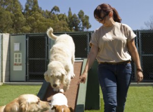 犬のデイケアの30年 