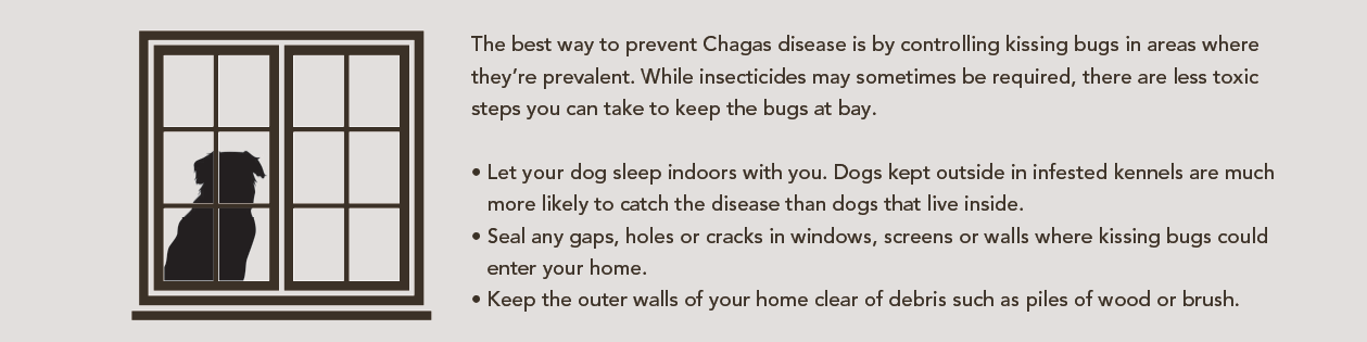 Doença de Chagas e seu cão