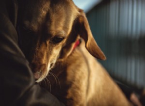 Doença de Chagas e seu cão