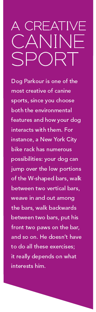 Проявите творческий подход с паркуром для собак!