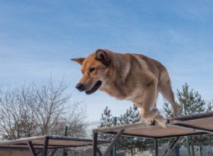 Seja criativo com o Dog Parkour!