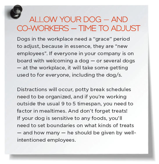 Uw hond naar het werk brengen – de top 5 voordelen