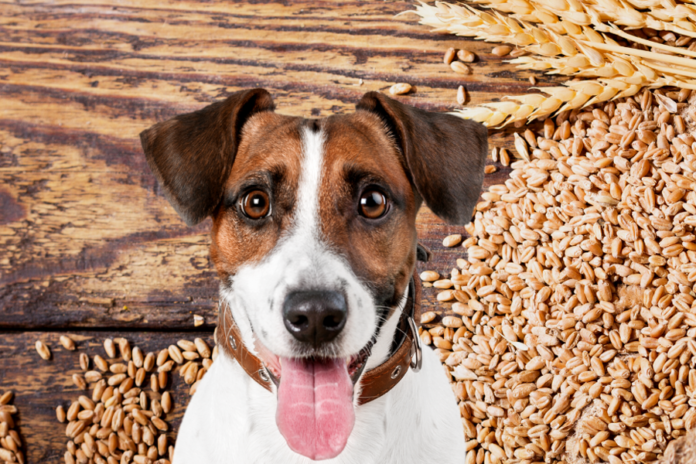 Förorsakar verkligen spannmålsfri dieter hos hundar?