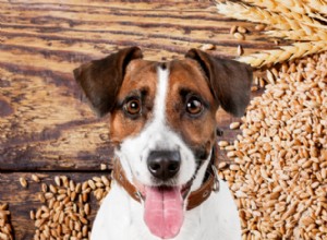 As dietas sem grãos realmente causam doenças cardíacas caninas?