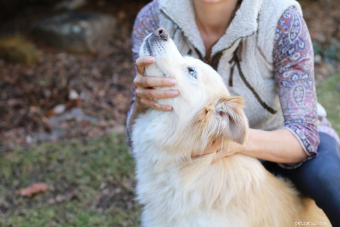 Cosa può fare la chiropratica per il tuo cane anziano