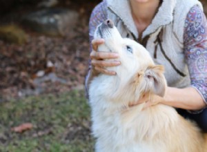 あなたのシニア犬のためにカイロプラクティックケアができること 