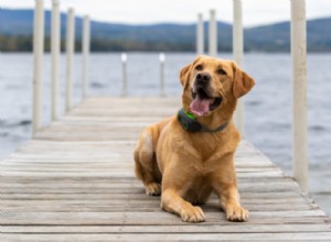 dispositivos GPS para cães