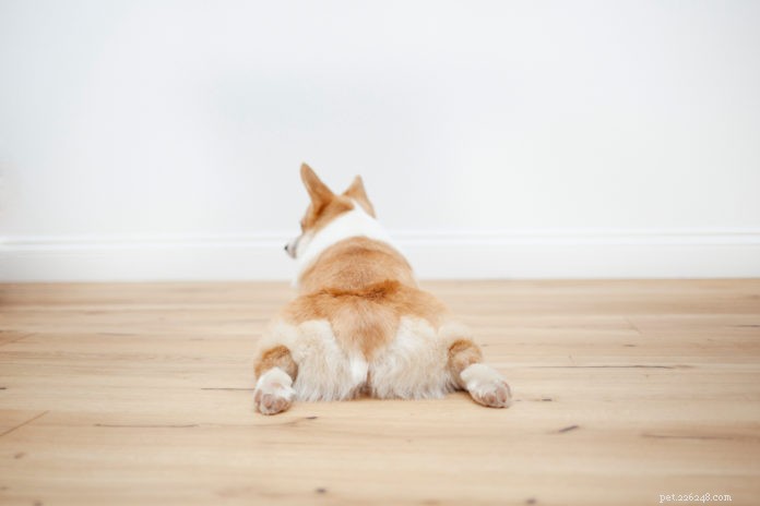 Дисплазия тазобедренного сустава у собак — 5 распространенных заблуждений