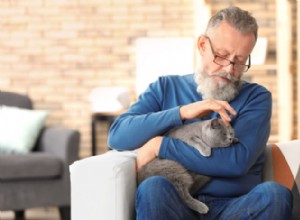 Como a acupressão alivia a dor da artrite em cães e gatos