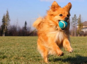 Brinquedo seguro para cães, jovens e velhos