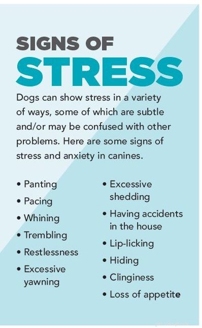 Снизьте уровень стресса у вашей собаки естественным образом