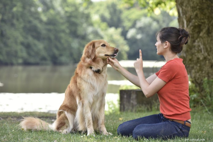 Проверка поведения — важный шаг при дрессировке собаки