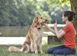 行動の証明—犬を訓練する際の重要なステップ