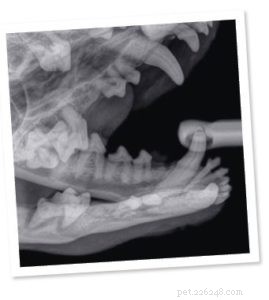 강아지의 치과 검사