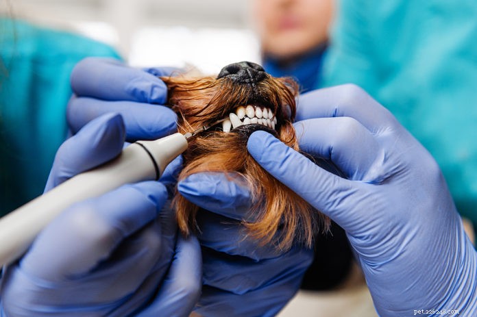 L examen dentaire de votre chien