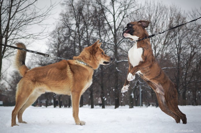 Uppvisar din hund aggressivitet mot andra hundar?