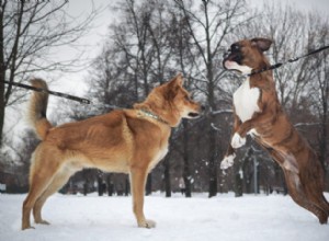 Seu cão mostra agressão a outros cães?