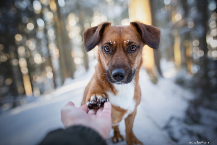 Zimní péče o tlapky pro vašeho psa