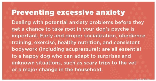 Votre chien est-il trop anxieux ? L acupression peut aider !
