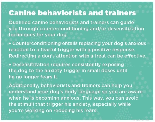 Votre chien est-il trop anxieux ? L acupression peut aider !