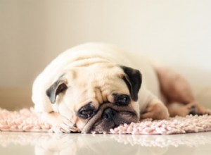 Проблемы со здоровьем, которые могут вызвать изменение поведения у собак