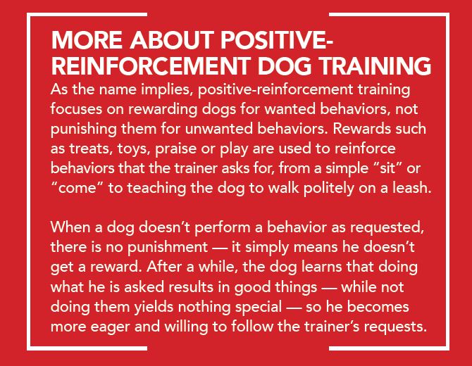 Por que o treinamento de cães baseado em dominância não é a resposta