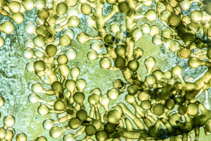 Mikroalger – ett  grönt foder  som är bra för din hund