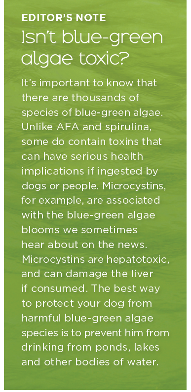 Microalghe:un  cibo verde  che fa bene al tuo cane