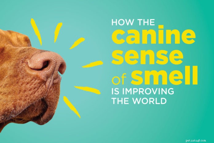 犬の匂いの感覚が世界をどのように改善しているか 