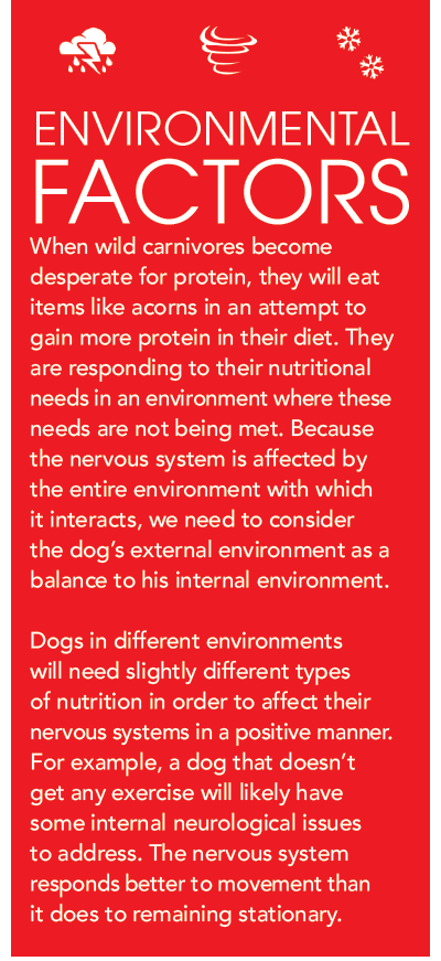 犬の神経系に栄養を与える 