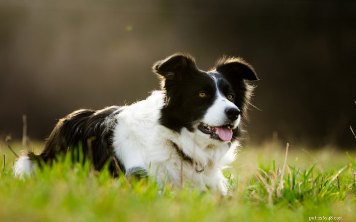 Je pro vás pastevecký pes vhodný?