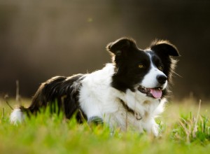 Um cão de pastoreio é ideal para você?