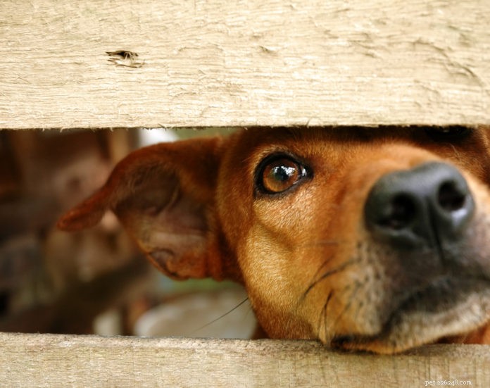 Perché il tuo cane continua a scappare dal cortile? 