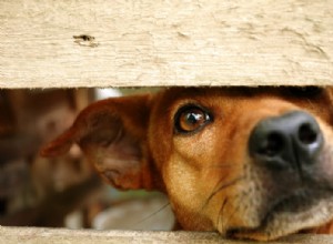 Por que seu cachorro continua fugindo do quintal?