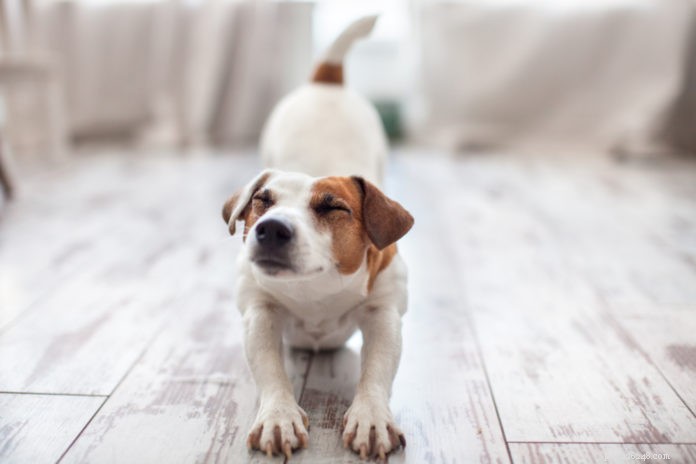 4 alongamentos simples para cães
