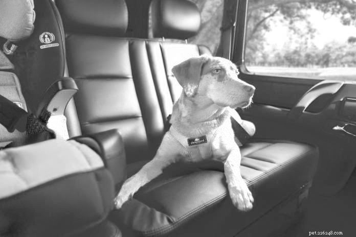 Je váš pes dobrý pasažér?