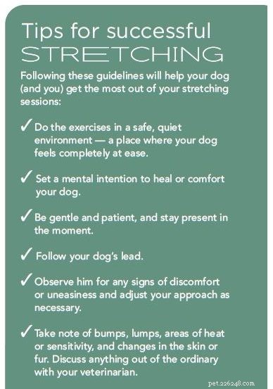 4 eenvoudige rekoefeningen voor honden