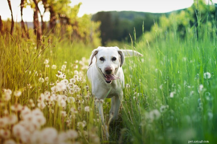 Ajude seu cachorro-quente a se refrescar — com acupressão