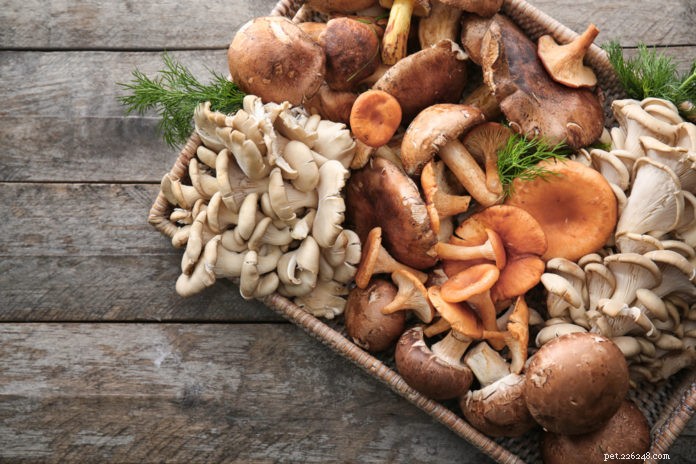 7 paddenstoelen die je kunt delen met je hond