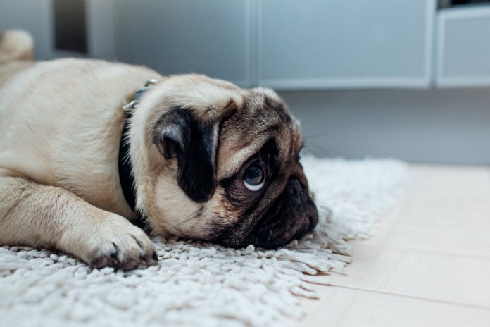 Votre chien souffre-t-il d anxiété de séparation ?