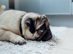 Seu cão tem ansiedade de separação?