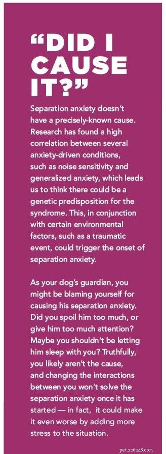 당신의 개는 분리 불안이 있습니까?