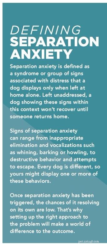 Má váš pes separační úzkost? 